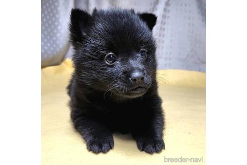 成約済の茨城県のスキッパーキ-212489の13枚目