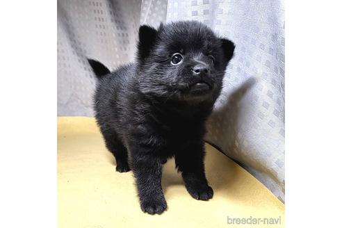 成約済の茨城県のスキッパーキ-212489の12枚目