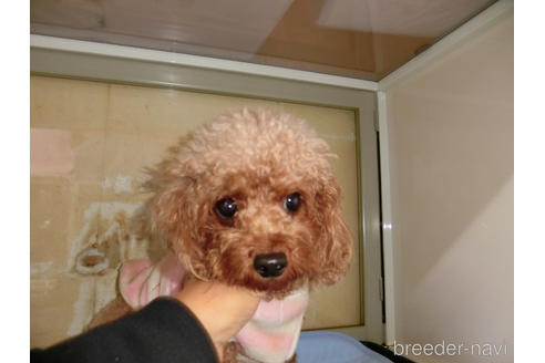 子犬