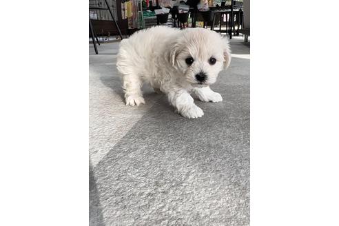 成約済の福岡県のマルプー:マルチーズ×トイプードル-214160の5枚目