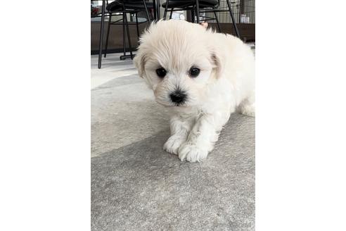 成約済の福岡県のマルプー:マルチーズ×トイプードル-214160の6枚目