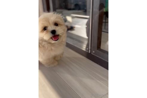 成約済の福岡県のミックス犬-208014の8枚目