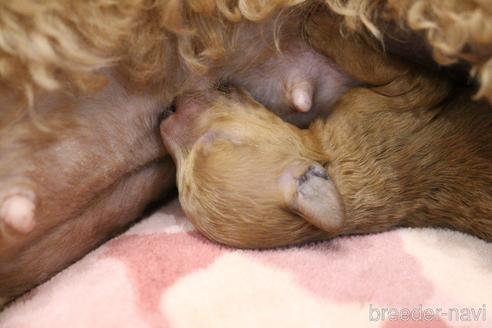 成約済の愛知県のトイプードル-213350の55枚目