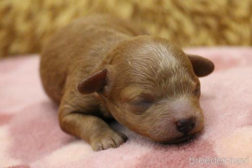 成約済の愛知県のトイプードル-213350の51枚目