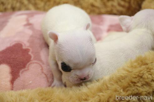 成約済の愛知県のフレンチブルドッグ-213140の58枚目