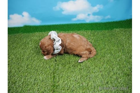 成約済の埼玉県のキャバプー:キャバリア×トイプードル-214200の3枚目