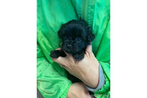 成約済の静岡県のチワプー:チワワ×トイプードル-210528の2枚目