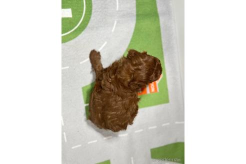 成約済の愛知県のトイプードル-214226の2枚目