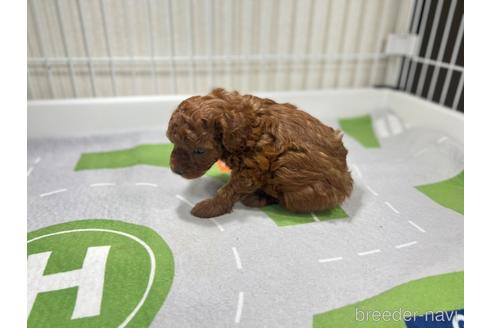 成約済の愛知県のトイプードル-214226の3枚目
