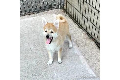 成約済の茨城県のミックス犬-204506の17枚目