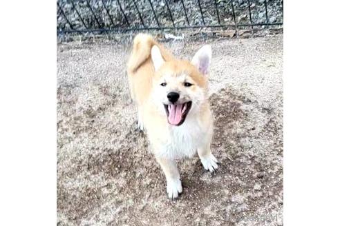 成約済の茨城県のミックス犬-204506の20枚目