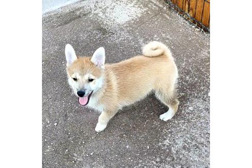 成約済の茨城県のミックス犬-204506の19枚目