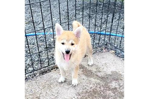 成約済の茨城県のミックス犬-204506の16枚目