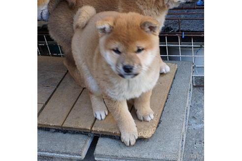 成約済の奈良県の柴犬-214239の1枚目