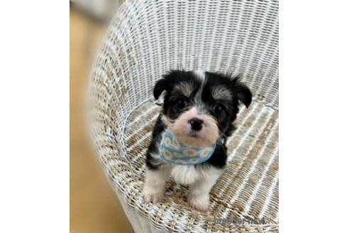 成約済の北海道のミックス犬-214276の3枚目