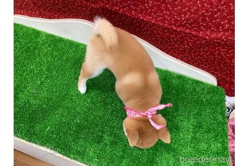 成約済の神奈川県の豆柴-214292の3枚目