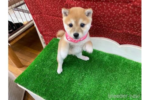 成約済の神奈川県の豆柴-214292の4枚目