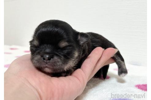 成約済の福岡県のチワワ(ロングコート)-212173の45枚目