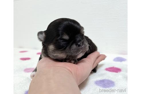成約済の福岡県のチワワ(ロングコート)-212173の44枚目