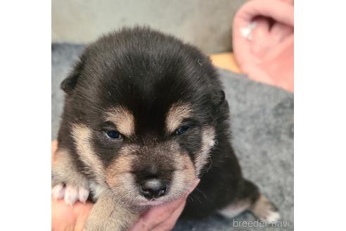 成約済の鹿児島県の豆柴-214328の5枚目