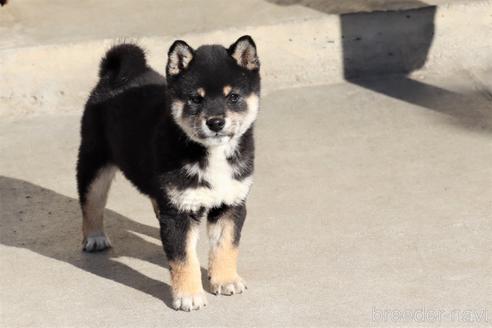 成約済の埼玉県の柴犬-208070の1枚目