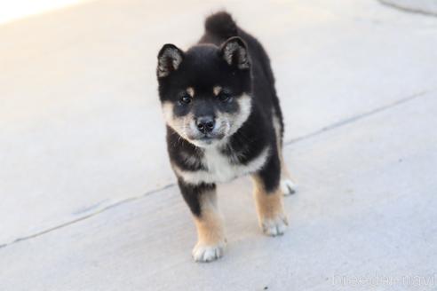 成約済の埼玉県の柴犬-208070の6枚目