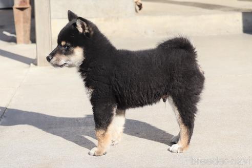 成約済の埼玉県の柴犬-208070の5枚目