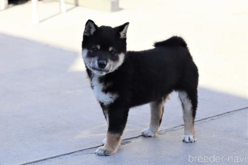成約済の埼玉県の柴犬-208070の4枚目