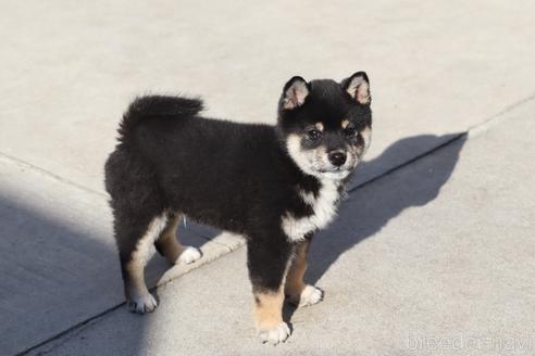 成約済の埼玉県の柴犬-208070の3枚目