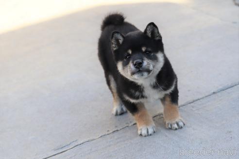 成約済の埼玉県の柴犬-208070の2枚目