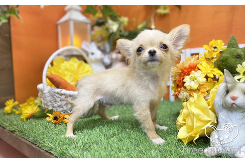 成約済の愛知県のチワワ(ロングコート)-203917の2枚目