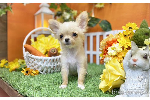 成約済の愛知県のチワワ(ロングコート)-203917の3枚目