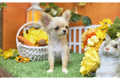 成約済の愛知県のチワワ(ロングコート)-203917の4枚目