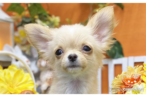 成約済の愛知県のチワワ(ロングコート)-203917の1枚目