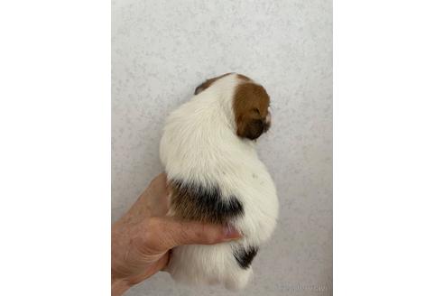 成約済の北海道のジャックラッセルテリア-214410の2枚目