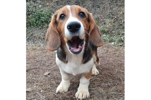 成約済の神奈川県のミックス犬-194257の5枚目