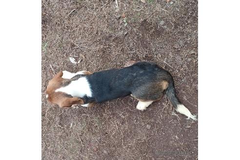 成約済の神奈川県のミックス犬-194257の4枚目