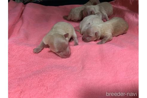 成約済の岐阜県のミックス犬-214452の25枚目