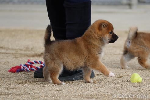 成約済の愛媛県の柴犬-214460の2枚目