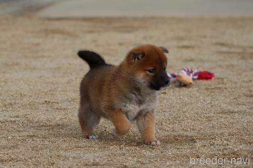 成約済の愛媛県の柴犬-214460の3枚目