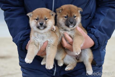 成約済の愛媛県の柴犬-214460の4枚目