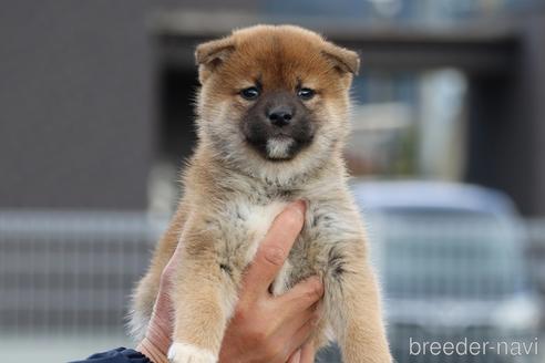 成約済の愛媛県の柴犬-214460の1枚目