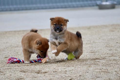 成約済の愛媛県の柴犬-214460の6枚目