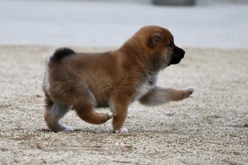 成約済の愛媛県の柴犬-214460の5枚目