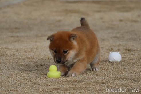 成約済の愛媛県の柴犬-214461の6枚目