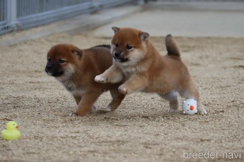 成約済の愛媛県の柴犬-214461の2枚目