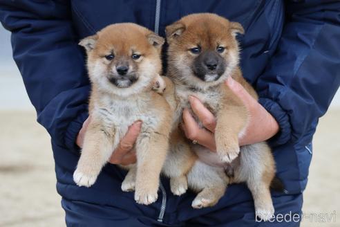 成約済の愛媛県の柴犬-214461の5枚目