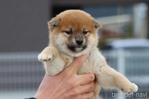 成約済の愛媛県の柴犬-214461の1枚目