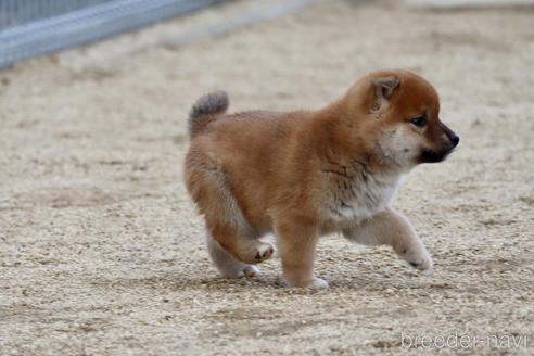 成約済の愛媛県の柴犬-214461の3枚目