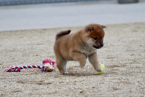成約済の愛媛県の柴犬-214461の4枚目